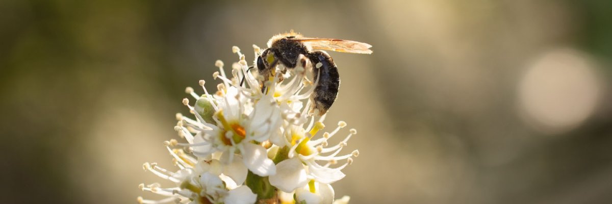 Symbolbild Biene sitzt im Sonnenlich auf der Blüte eines Kirschlorbeers.