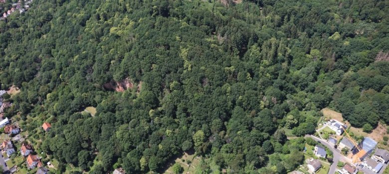 Luftaufnahme von Kastanienbäumen im Gelnhäuser Stadtwald.