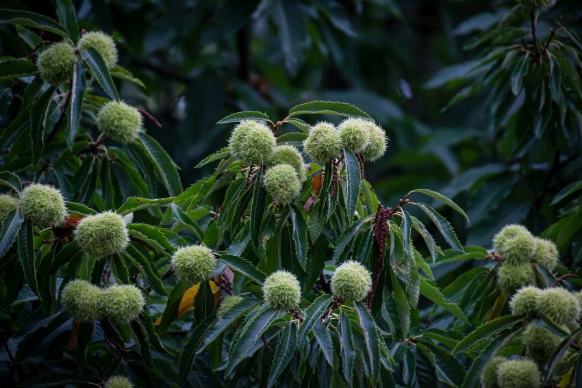 Teilaufnahme eines Gelnhäuser Kastanienbaums, der bereits grün-stachelige Früchte trägt.