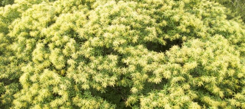 Blühende Kastanienbäume Gelb blühende Kastanienbäume von einer Drohne im nahen Überflug aufgenommen.