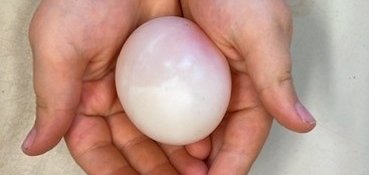 Hühnerprojekt in der Kita Höchst: Ein Kind hält ein Ei ohne Schale in Händen. 