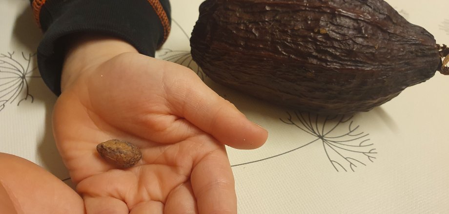 Schokoladenprojekt in der Kita Rappelkiste Gelnhausen: Eine Kakaobohne in einer Kinderhand. 