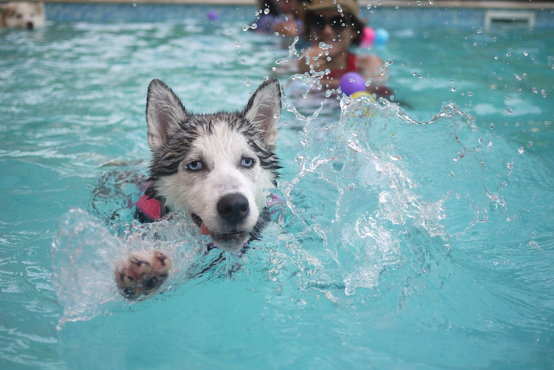 Ein Hund schwimmt im Wasser. 