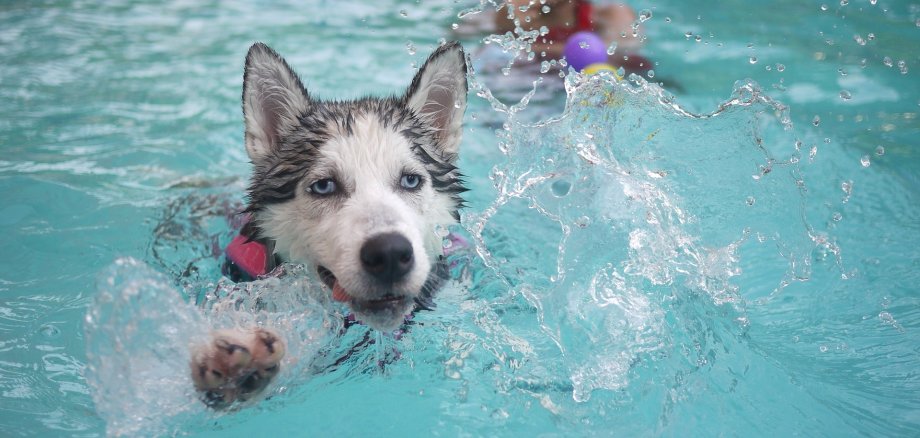 Ein Hund schwimmt im Wasser. 