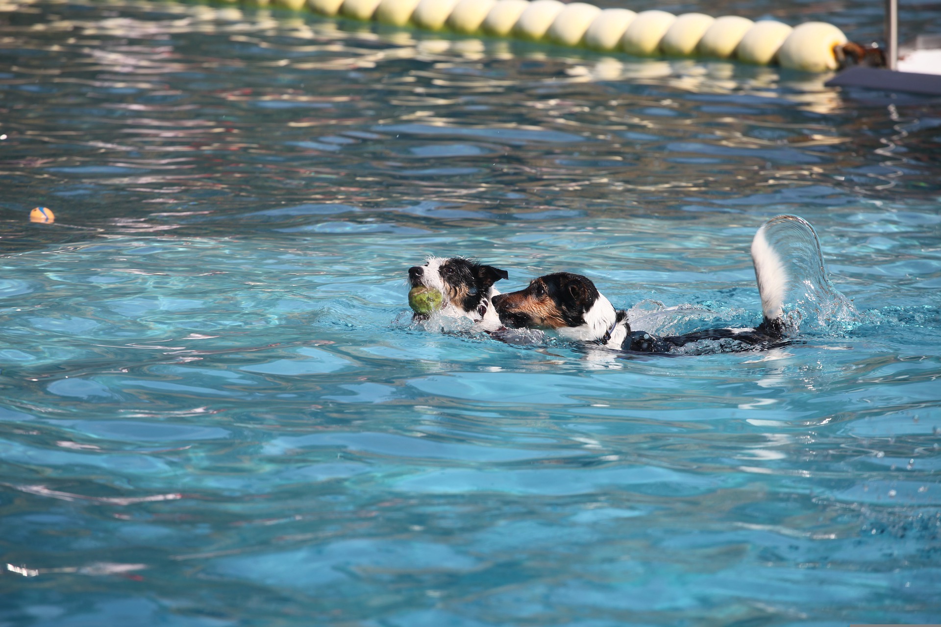 Hundeschwimmen Zwei Hunde schwimmen in einem Freibadbecken.