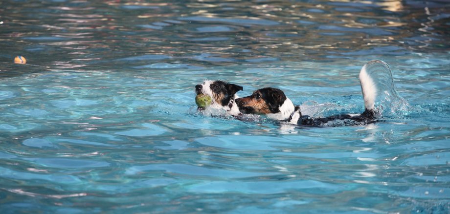Zwei Hunde schwimmen in einem Freibadbecken.