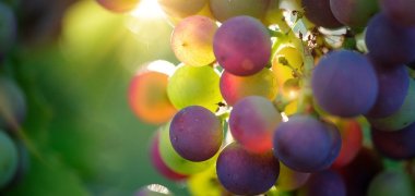 Bevor die Reblaus kam