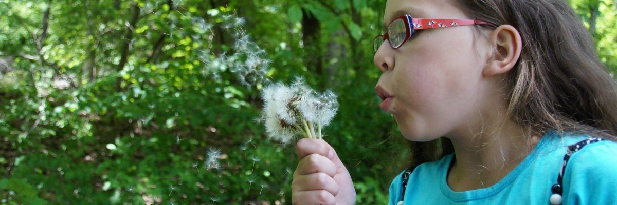 Ein Kind bläst in einen Strauß Pusteblumen - blühenden Löwenzahn.