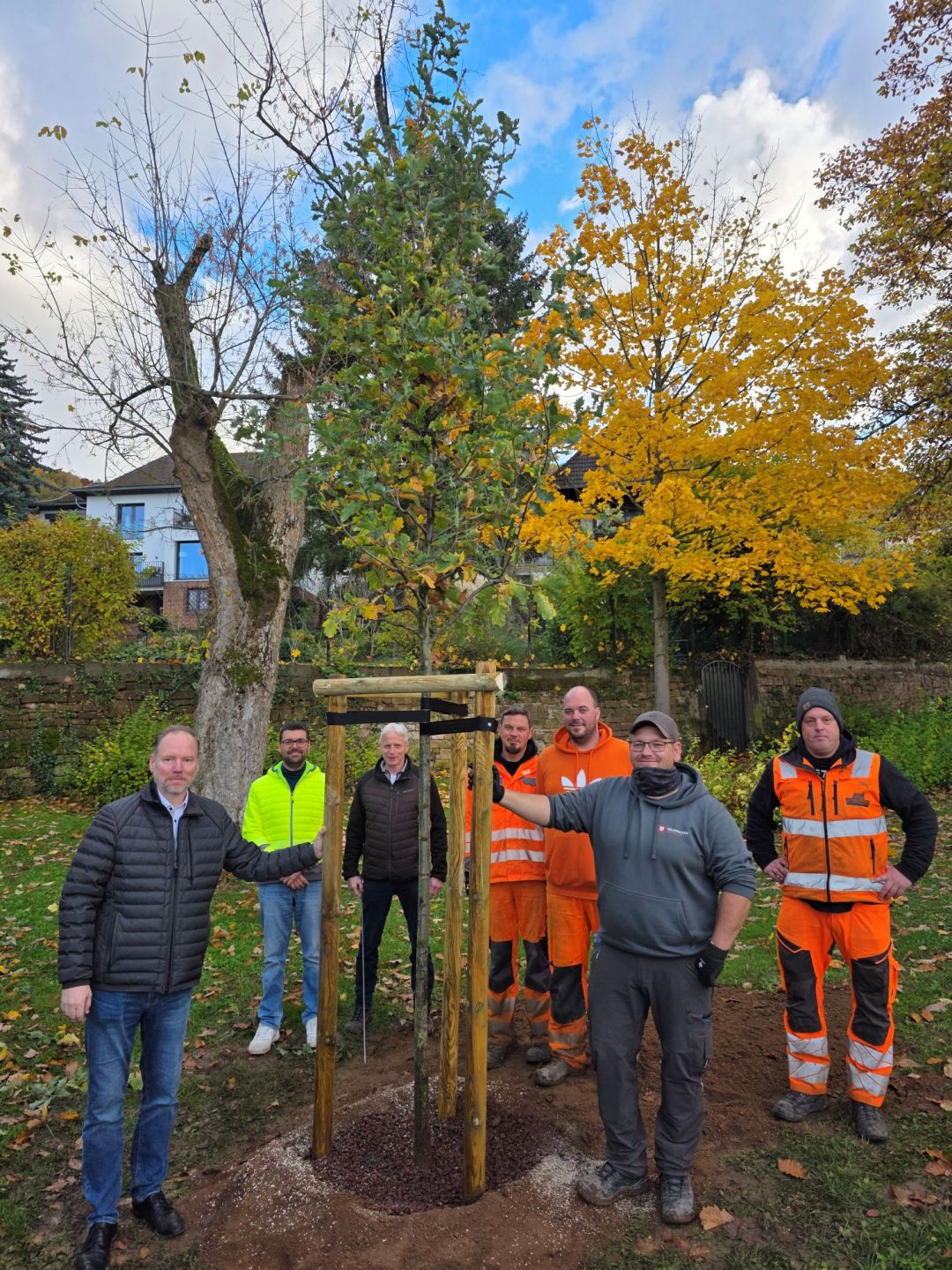 Bürgermeister Christian Litzinger und Mitarbeiter der Stadt Gelnhausen stehen im Stadtgarten an der neu gepflanzten Eiche. 