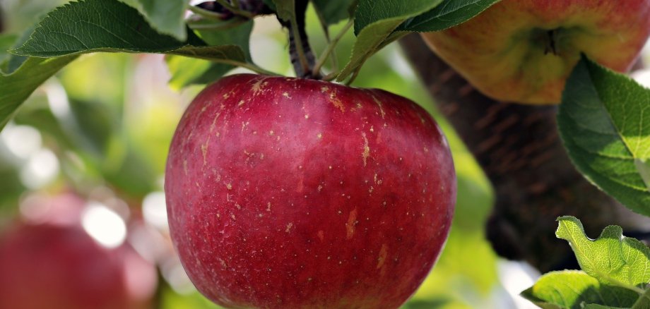 Ein rotbäckiger Apfel hängt am Baum.
