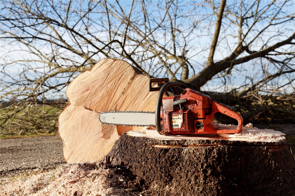 Baum Motorsäge Fällen Baum Motorsäge Fällen