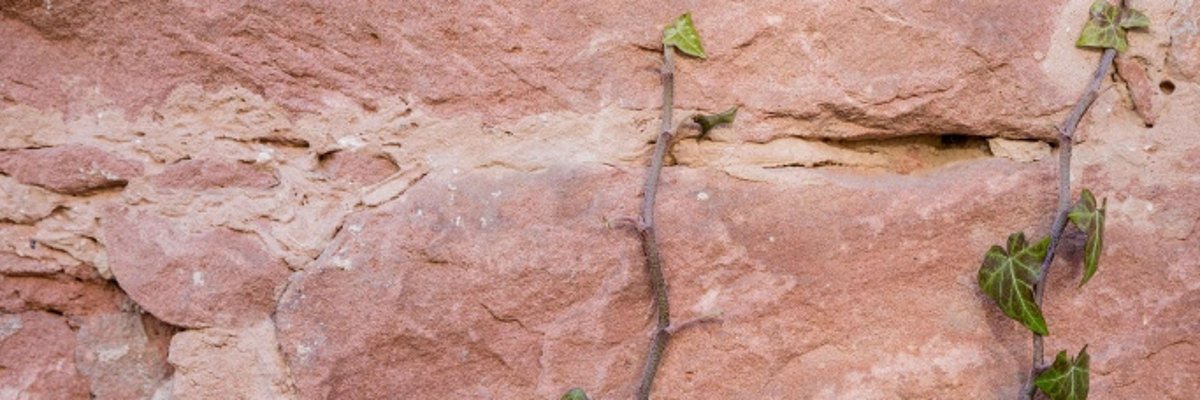 Zu sehen ist eine rote Sandsteinmauer an der eine Ranke grüner Efeu hoch wächst. 