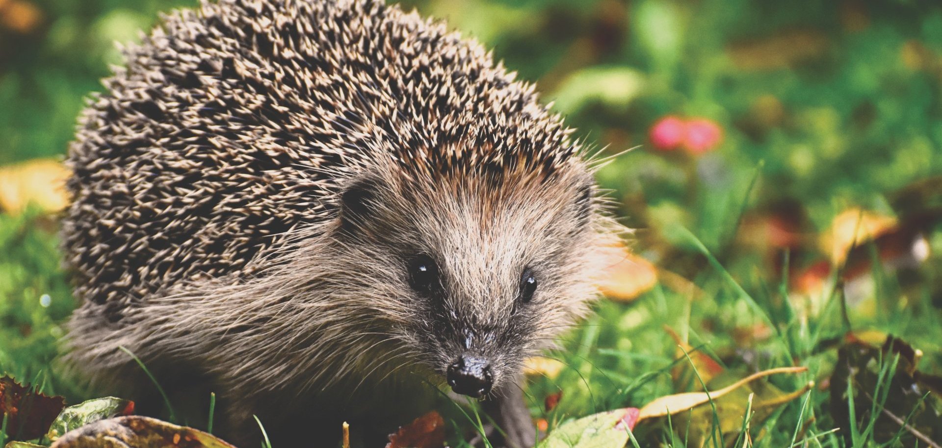 Ein Igel im Laub.