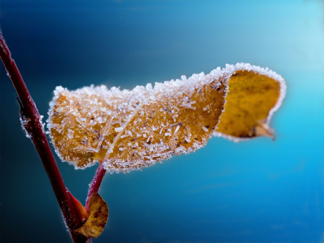 Biotonne Ein Blatt mit Frostreif.