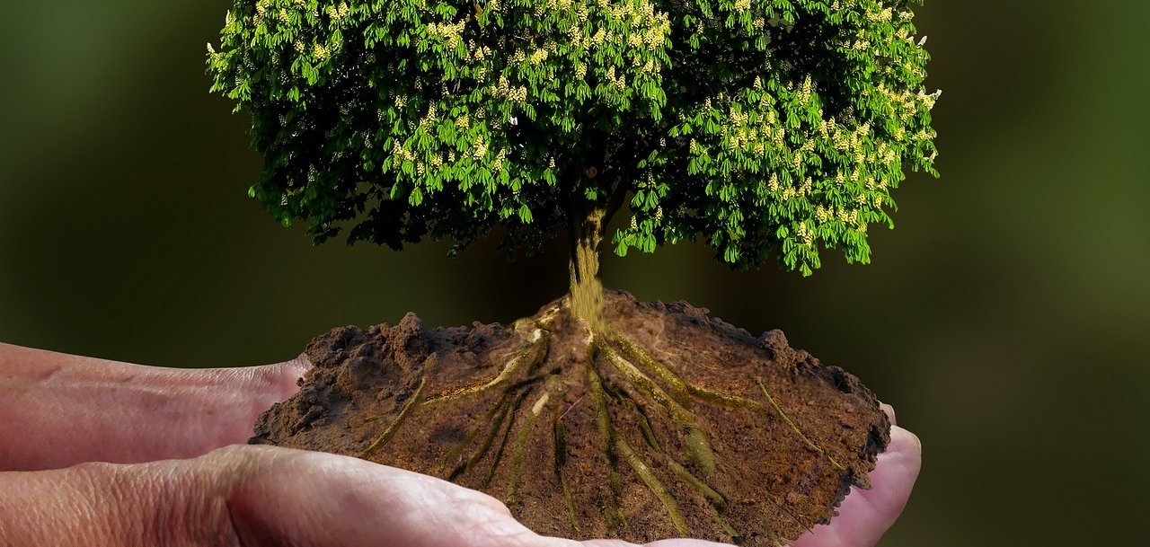 Ein stattlicher Baum im Miniaturformat auf einer Menschenhand.