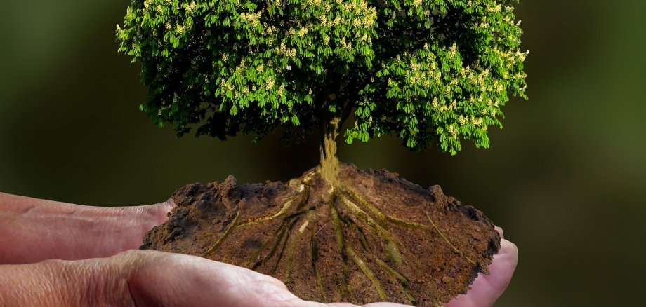 Ein stattlicher Baum im Miniaturformat auf einer Menschenhand.