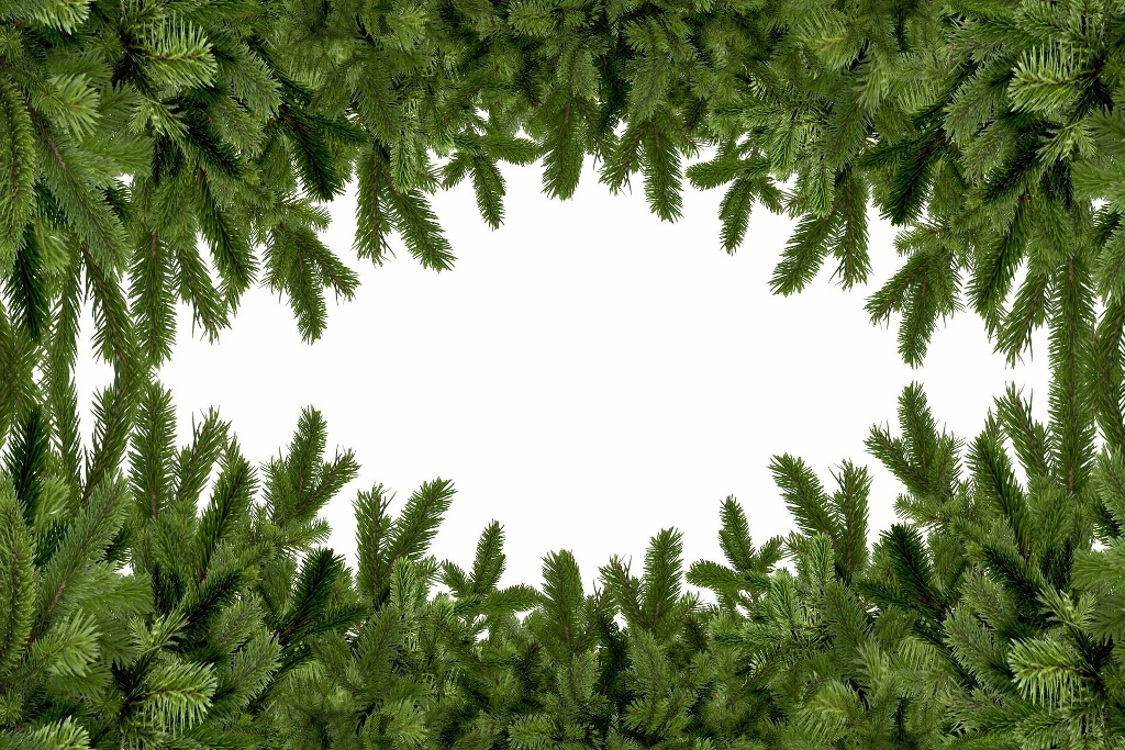 Tannenbaum Symbolbild zeigt die Spitzen mehrerer Tannenbäume, die Aufnahme erfolgt von unten nach oben.