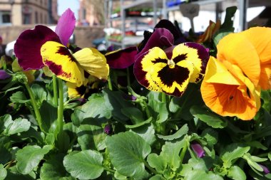 Wochenmarkt Stiefmütterchen in lila und gelb.